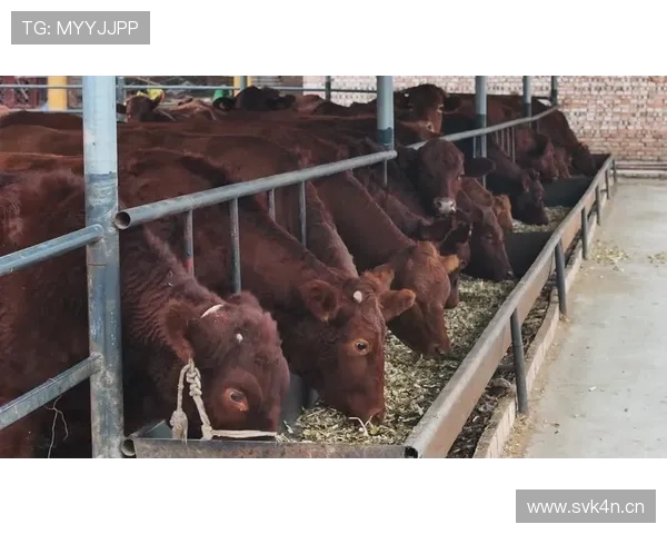 从养牛到致富的蜕变之路揭秘养牛企业家的成功经验与发展之道